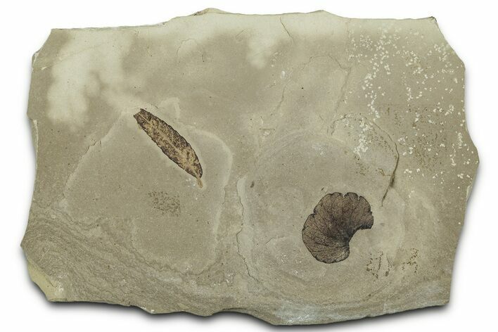 Fossil Leaf (Cedrelospermum & Limnobiophyllum) Plate - Utah #325588